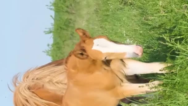 一个马族 和它的母亲在一起的小鹿 在村子里的牧场上吃草的母马 在夏天的草地上 母马旁边的一只小棕色小鹿 垂直录像 — 图库视频影像