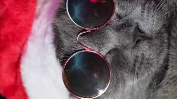 Kot Mikołaj Tańczący Imprezie Ciemnych Okularach Pionowe Wideo — Wideo stockowe