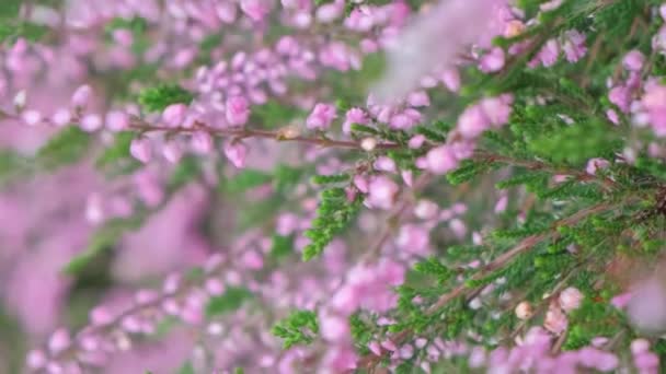 Levandule Rod Rostlin Čeledi Labiumaceae Pozadí Květin Aromatická Květina Svislé — Stock video