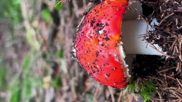 Roter Fliegenpilz Ist Giftig Ungenießbare Pilze Vertikales Video — Stockvideo
