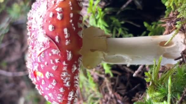 Cogumelos Venenosos Alucinogénicos Vermelhos Cogumelos Irreversíveis Vídeo Vertical — Vídeo de Stock