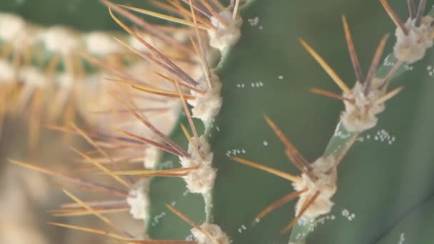 Large Cactus Large Needles Plants Common Deserts Vertical Video — Stock Video