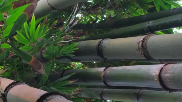 トロピカルツリーバンブーは アジアの熱帯地域で成長するシンツの家族からの永遠の緑の植物の属です バーティカルビデオ — ストック動画