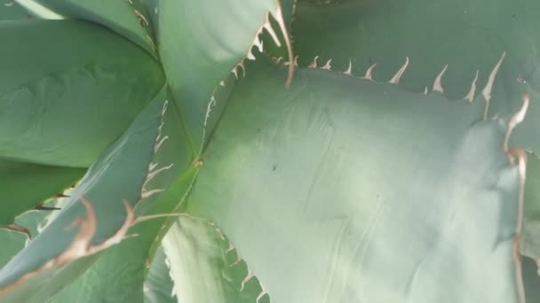 Primer Plano Gran Cactus Aloe Planta Medicinal Vídeo Vertical — Vídeo de stock