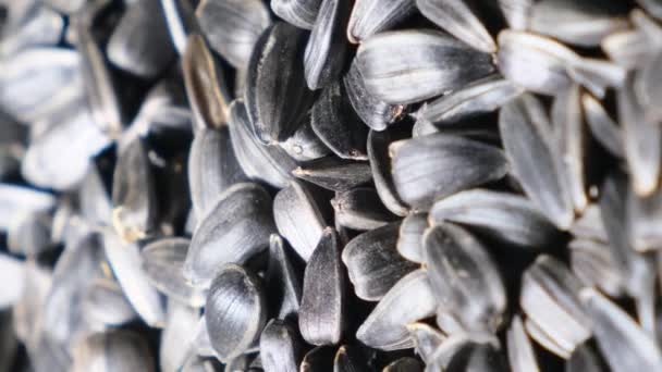 해바라기 씨앗이 안에서 회전하는 벗겨냅니다 가을에 비디오 — 비디오