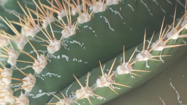 식물원에 바늘이있는 선인장의 클로즈업 식물은 사막에서 흔합니다 비디오 — 비디오