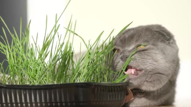 Hoş Tüylü Yeşil Çimen Yiyen Garip Duyguları Olan Dişlerini Gösteren — Stok video