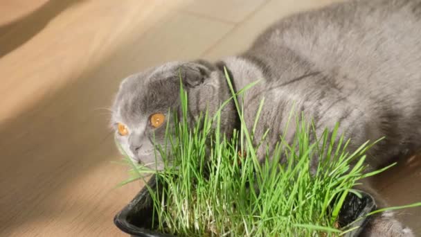 Eine Schöne Schottische Katze Frisst Gras Vitamine Für Katzen Haustiere — Stockvideo