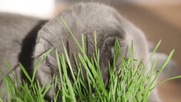 新鮮な緑の草を食べている猫のクローズアップ ペットの世話 猫消化のためのビタミン — ストック動画