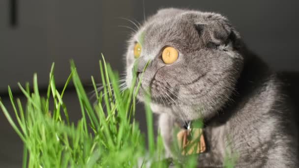 Een Volwassen Kat Eet Vers Groen Gras Huisdierenzorg Vitaminen Voor — Stockvideo