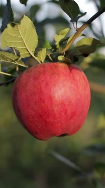 Ένα Κόκκινο Μήλο Ένα Φυσικό Φρούτο Κρέμεται Από Ένα Κλαδί — Αρχείο Βίντεο