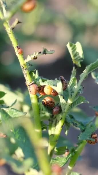 Plan Détaillé Une Plante Pomme Terre Infestée Insectes Révélant Interaction — Video