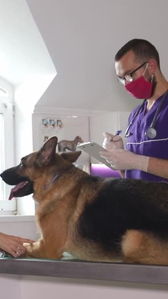 Medic Veterinar Examinează Câine Ciobanesc German Într Clinică Veterinară Concentrându — Videoclip de stoc