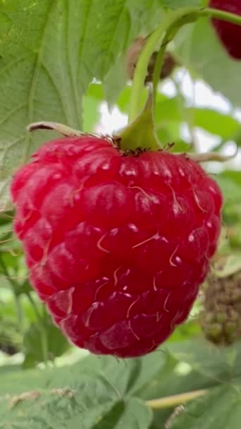 シードレスラズベリーのクローズアップ 開花植物からの天然で栄養価の高い果物 一般的に食品で使用され スーパーフードと考えられています — ストック動画