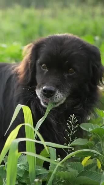 一只食肉的狗正在草地上欢欢喜喜地咀嚼着一种陆生植物的鼻涕 — 图库视频影像