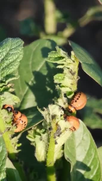 Detailed View Insect Infested Potato Plant Highlighting Interaction Plant Insects — Stock Video