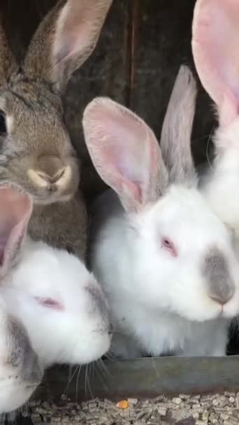 Primo Piano Gruppo Conigli Lepri Seduti Insieme Una Gabbia Mostra — Video Stock