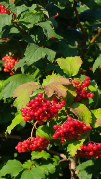 緑の葉のある植物は たくさんの赤い果実を生み出します これらの果実は 天然で美味しいサーモンベリー ボイスベリー オリーリーベリーなどの種子のない果実の家族に属しています — ストック動画