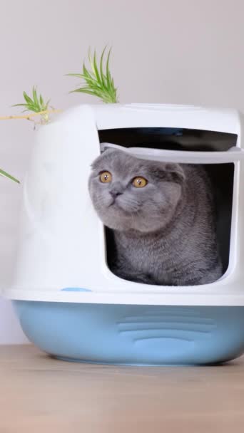 Mięsożerny Kot Wąsami Jest Wygodnie Zagnieżdżony Doniczce Przy Otwartym Oknie — Wideo stockowe