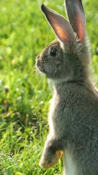 Ein Kleines Kaninchen Mit Ohren Und Schnurrhaaren Bekannt Als Gebirgsbaumschwanz — Stockvideo