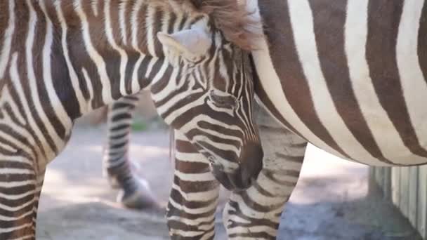 Una Zebra Neonata Con Pelliccia Piedi Accanto Una Zebra Più — Video Stock