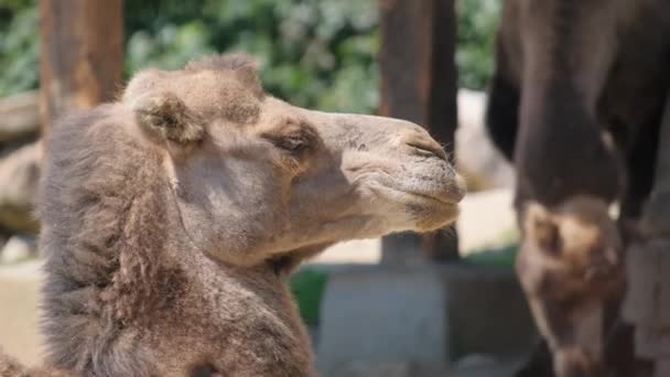 Een Gedetailleerde Foto Van Een Fawn Gekleurde Kamelen Hoofd Voorkant — Stockvideo