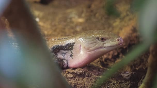 Масштабная Рептилия Возможно Ящерица Крокодил Лежит Земле Террариуме Окруженный Почвой — стоковое видео