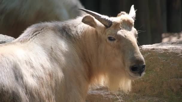 山羊一种陆生动物 有角的山羊 站在岩石旁边 展示着奶牛山羊家族中美丽的毛皮 — 图库视频影像