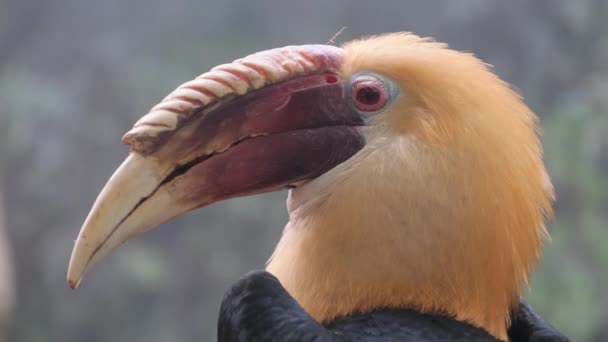 Close Birds Head Long Beak Showcasing Its Feathers Wing Distinctive — Stock Video