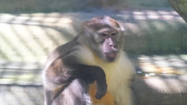 Primata Terrestre Macaco Rhesus Sentado Chão Olhando Para Câmera Com — Vídeo de Stock