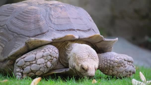 Een Chelonoïdale Schildpad Een Terrestrisch Reptiel Verslindt Een Plant Het — Stockvideo