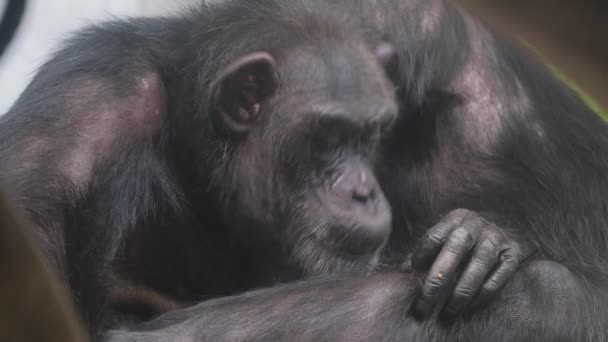Примат Возможно Скучающий Появляется Вблизи Чешет Голову Морщины Мех Естественный — стоковое видео