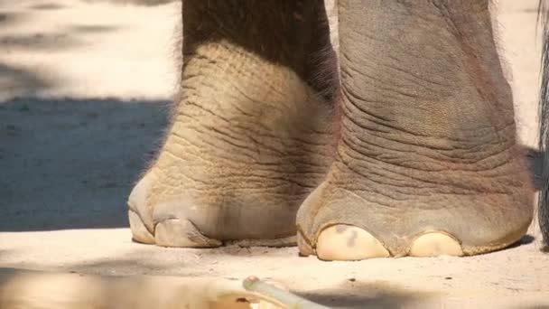 Részletes Kép Szárazföldi Állatok Lábáról Közelről Hasonlít Egy Elefántláb Fakó — Stock videók