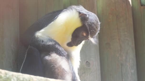 Чорно Біла Мавпа Дерев Яному Паркані Нагадує Пташку Дзьобом Хвостом — стокове відео