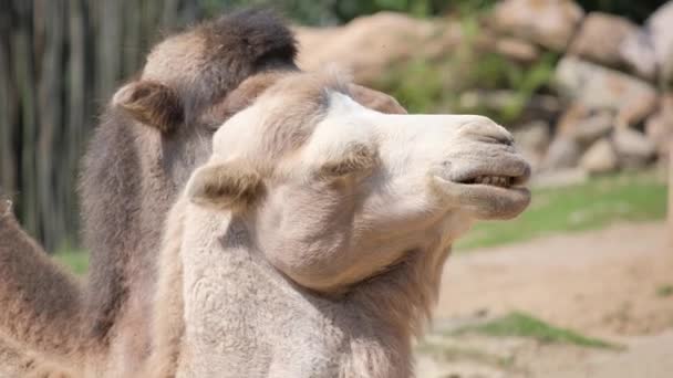 Два Верблюда Арабские Верблюды Стоят Вместе Пустынном Ландшафте Рабочие Животные — стоковое видео