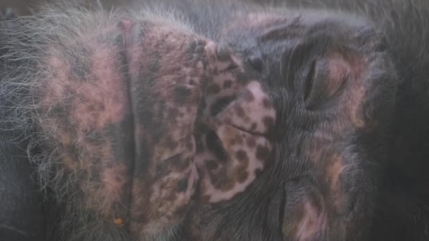 Uma Visão Detalhada Uma Pele Cão Com Uma Impressão Leopardo — Vídeo de Stock