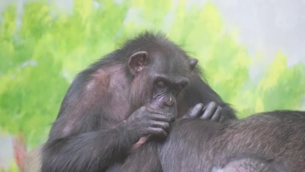 灵长类动物一种灵长类动物 尤指一种普通的黑猩猩 坐在另一种黑猩猩上 一种陆生动物 毛茸茸的 生活在草甸的野生动物栖息地中 — 图库视频影像