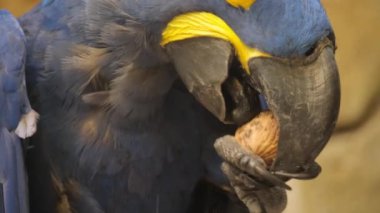 Mavi tüyleri ve kendine özgü sarı gagası olan tünemiş bir kuş tahta bir dala tünemiş fındık yiyor..