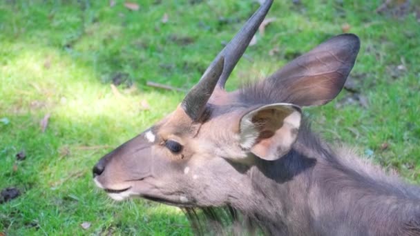 一头长着角的陆生动物 一头鹿以特写的姿态出现在草原上 — 图库视频影像