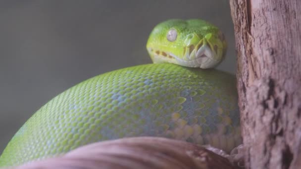 Una Serpiente Verde Lisa Reptil Terrestre Que Habita Plantas Familia — Vídeos de Stock
