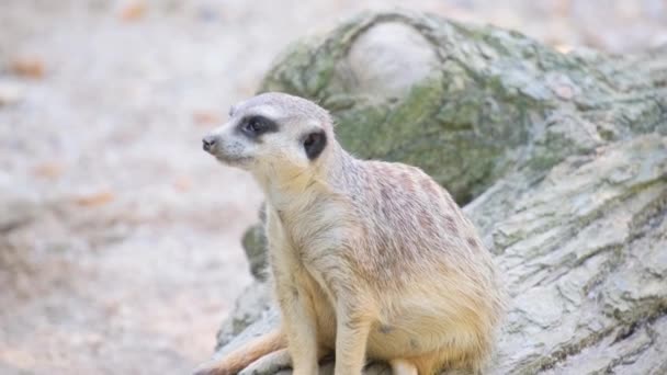 육식성 몽구스 털이있는 동물은 풍경에 로그에 균형을 유지하고 매혹적인 동물의 — 비디오