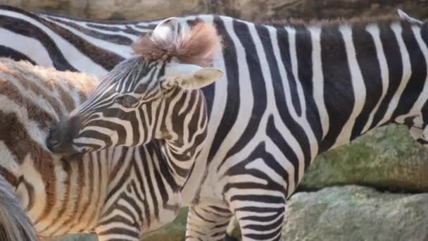 Zebra Saçları Olan Karasal Hayvanlar Başları Boyunları Belirgin Siyah Beyaz — Stok video