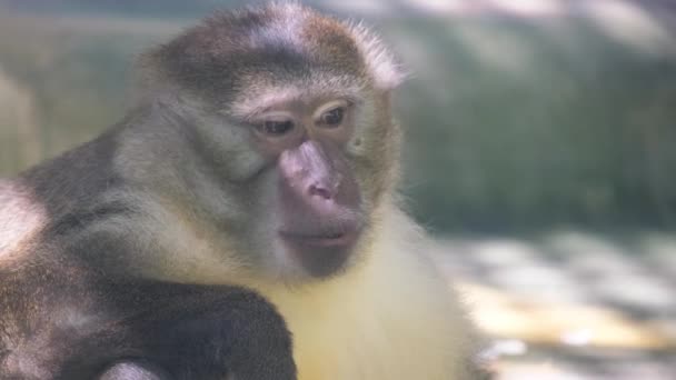 Close Macaco Rhesus Primata Terrestre Espreitando Pela Janela Tem Focinho — Vídeo de Stock
