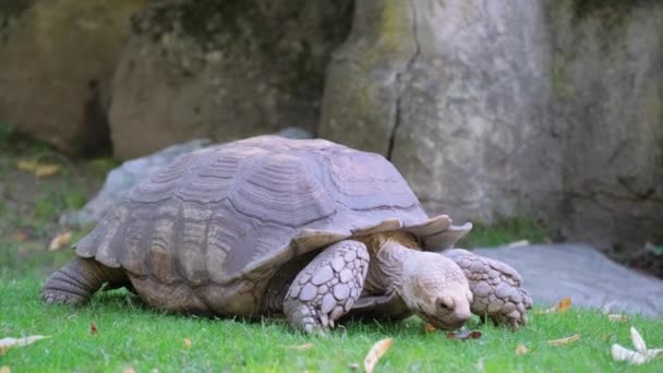 Gopher Tortoise Landlig Reptil Blir Sett Krype Gresset Nærheten Stein – stockvideo
