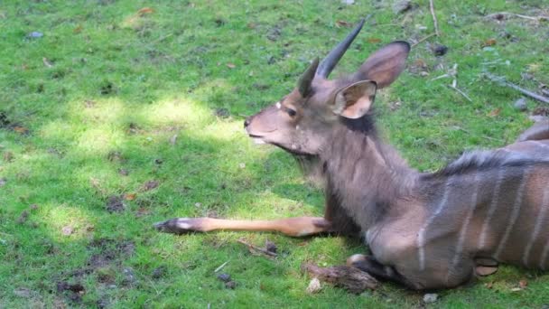 一只陆生动物 即小鹿 正在草原上休息 它的角优雅地装饰着 躺在草场的地面上 — 图库视频影像