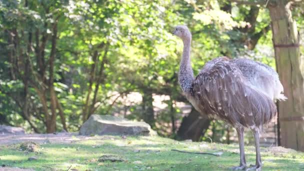Magnificent Bird Long Beak Ostrich Stands Gracefully Grassy Park Surrounded — Stock Video