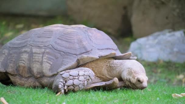 Een Chelonoidis Schildpad Rust Vredig Een Levendig Grasveld Vermengd Met — Stockvideo
