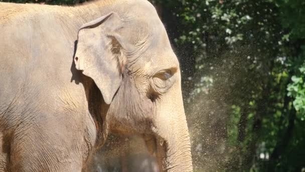 木造の風景の中に立っている 働く象 地上動物の彫刻 — ストック動画