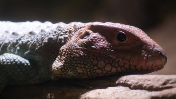 Ein Landreptil Potenziell Ein Schuppiges Reptil Wie Eine Eidechse Wird — Stockvideo