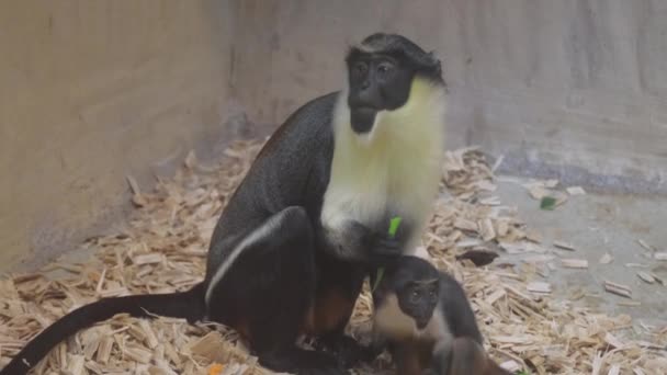 Animal Terrestre Macaco Preto Branco Senta Uma Pilha Lascas Madeira — Vídeo de Stock